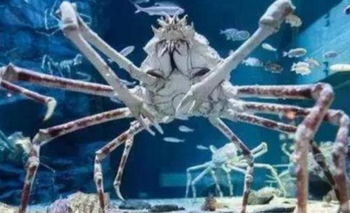 世界上最大的螃蟹(是什么蟹有多大)-第1张图片