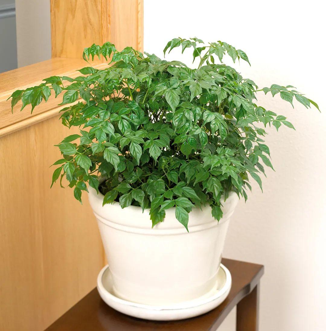 幸福树新芽发黑枯萎-第12张图片 幸福树新芽发黑枯萎-第12张图片