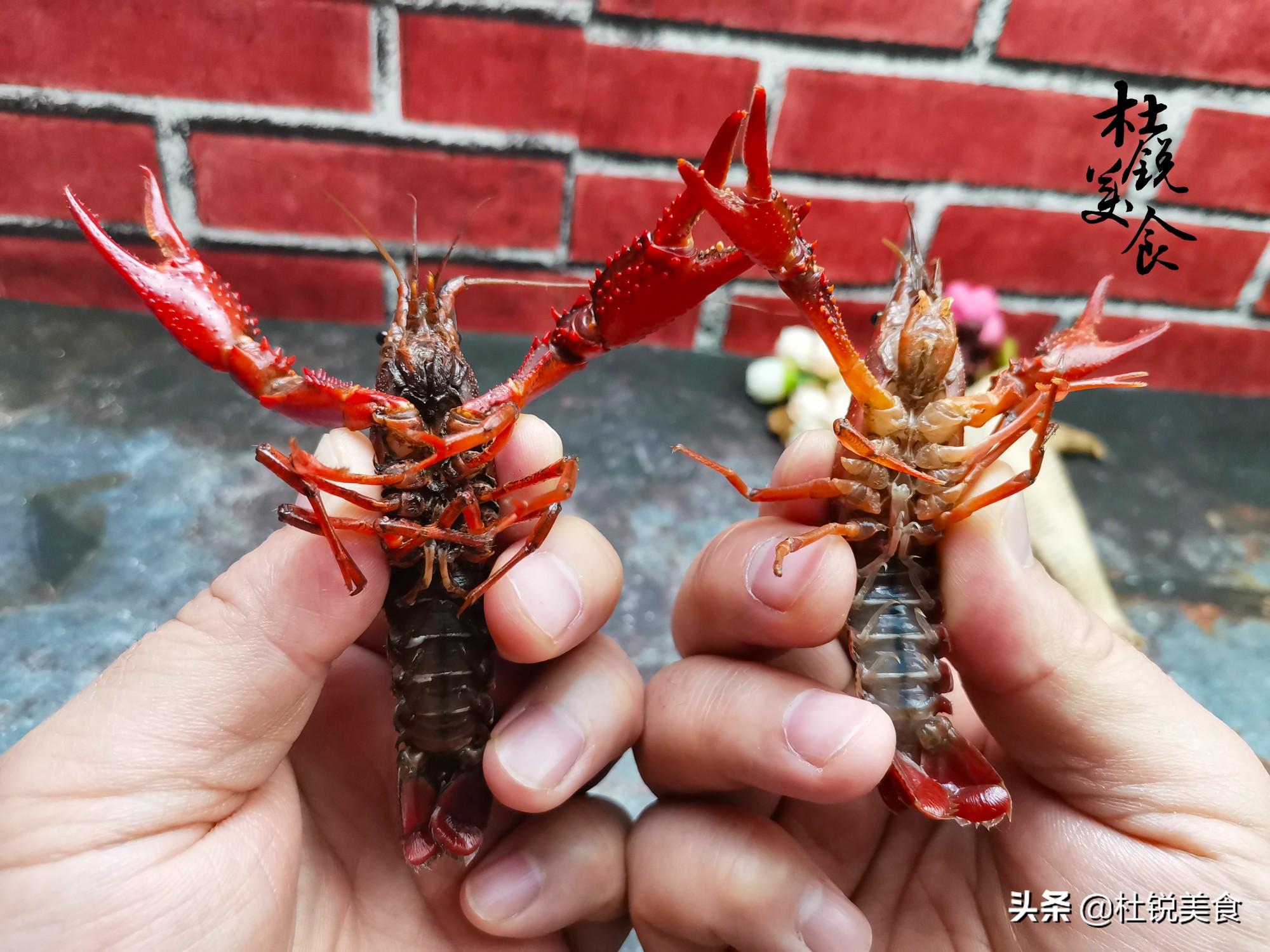 龙虾红的贵还是青的贵（青色龙虾和红色龙虾的区别）-第6张图片