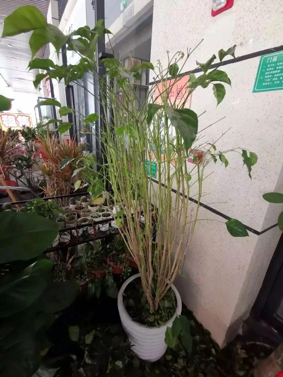 幸福树新芽发黑枯萎-第6张图片 幸福树新芽发黑枯萎-第6张图片