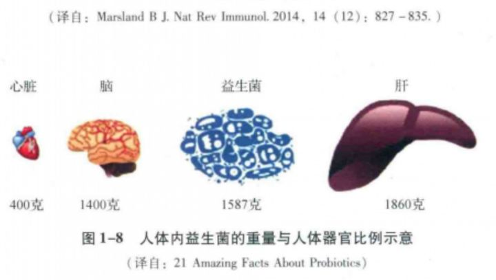 益生菌除了与肠道有关系,还与身体哪些部位有关系?-第6张图片 益生菌除了与肠道有关系,还与身体哪些部位有关系?-第6张图片