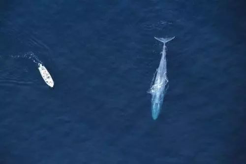 鲸鱼是什么动物,鲸鱼动物百科-第5张图片