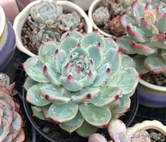 多肉植物怎么养(多肉植物10大养护技巧)-第2张图片 多肉植物怎么养(多肉植物10大养护技巧)-第2张图片