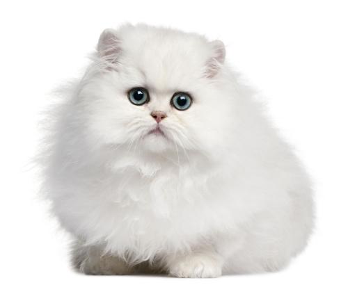 全球十大名贵猫排名榜-第10张图片 全球十大名贵猫排名榜-第10张图片