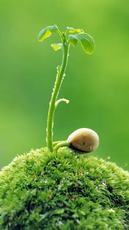 不经历风雨怎能见彩虹(不经历风雨怎能见彩虹”所体现的是一种)-第2张图片