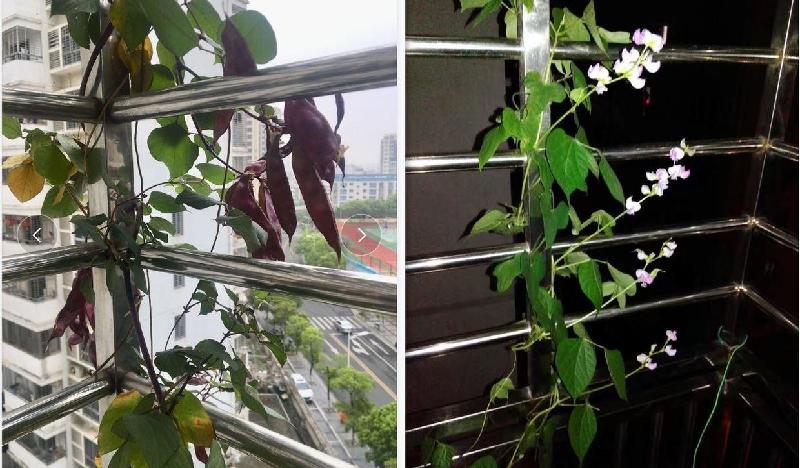 阳台种菜十大危害（室内阳台种菜对人体到底有害吗）-第4张图片