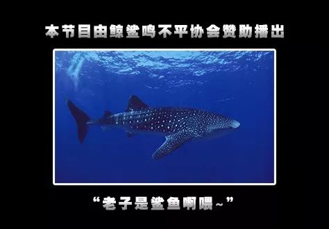 鲸鱼是什么动物,鲸鱼动物百科-第1张图片 鲸鱼是什么动物,鲸鱼动物百科-第1张图片