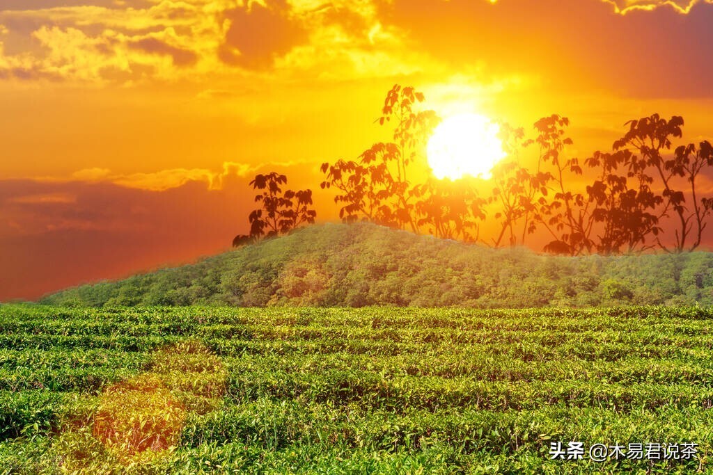 隔夜的茶叶还可以继续冲水吗（隔夜茶对人体的危害）-第1张图片