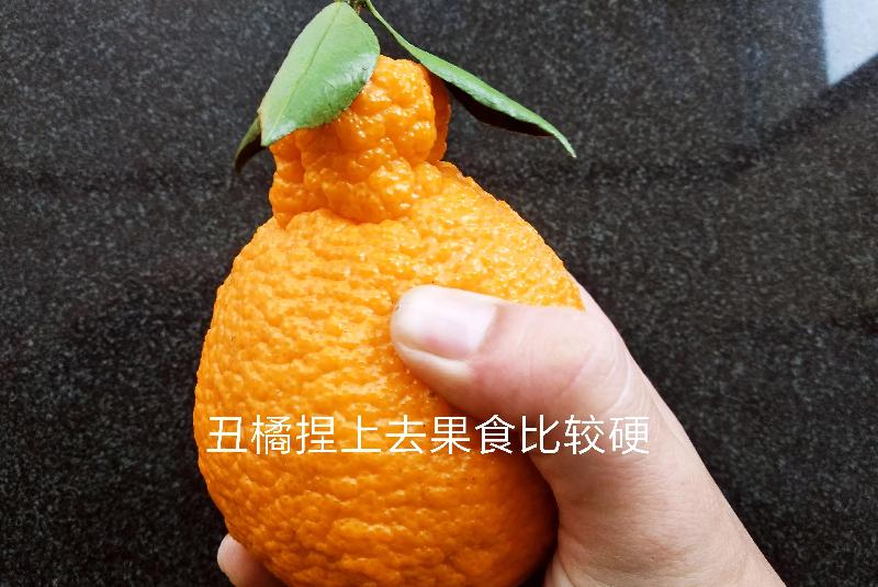 丑橘和粑粑柑哪个贵（丑橘粑粑柑哪个营养价值高更好吃）-第4张图片