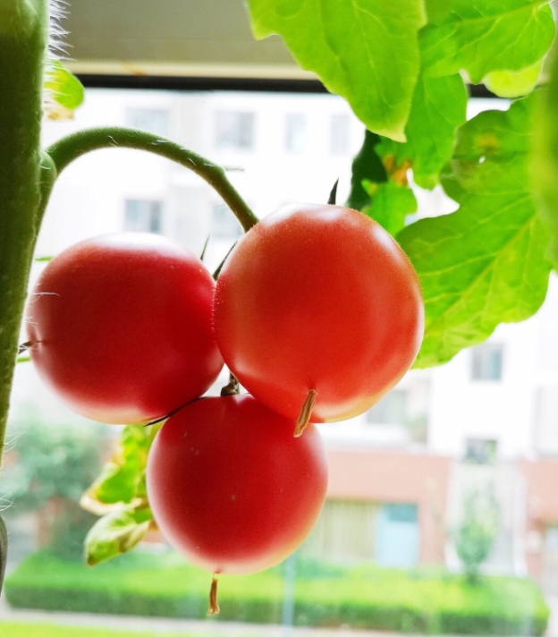 盆栽小番茄的种植方法(盆栽小番茄的种植方法和管理)-第11张图片