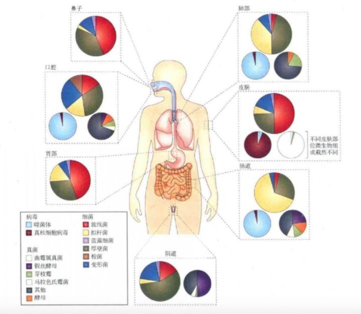 益生菌除了与肠道有关系，还与身体哪些部位有关系？-第5张图片