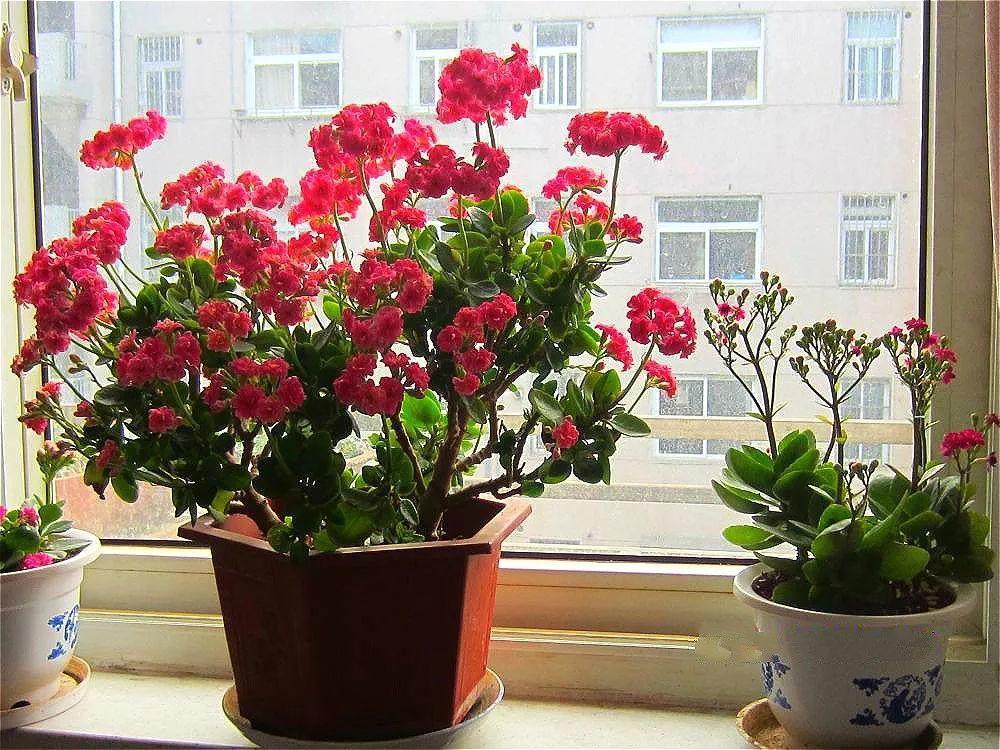 十大客厅风水植物（客厅养什么植物好养且风水又好）-第12张图片