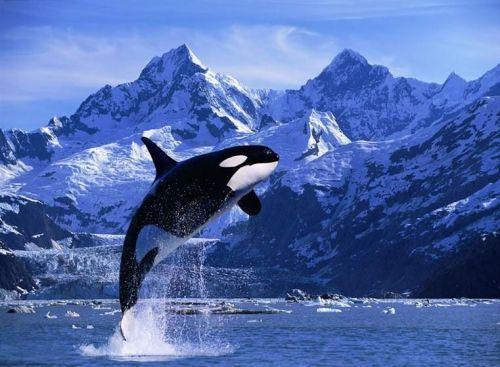 鲸鱼是什么动物,鲸鱼动物百科-第16张图片