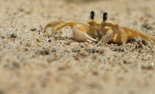 第一个吃螃蟹的人是谁（中国古代吃螃蟹的祖先是谁）-第2张图片