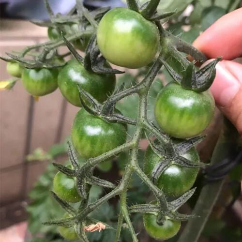 盆栽小番茄的种植方法(盆栽小番茄的种植方法和管理)-第8张图片