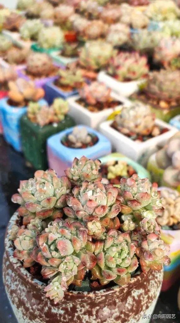多肉植物怎么养(多肉植物10大养护技巧)-第1张图片 多肉植物怎么养(多肉植物10大养护技巧)-第1张图片