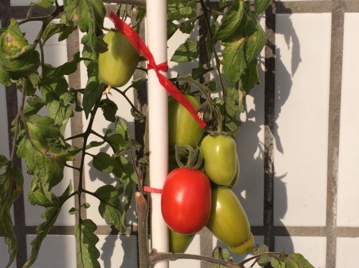 盆栽小番茄的种植方法(盆栽小番茄的种植方法和管理)-第10张图片