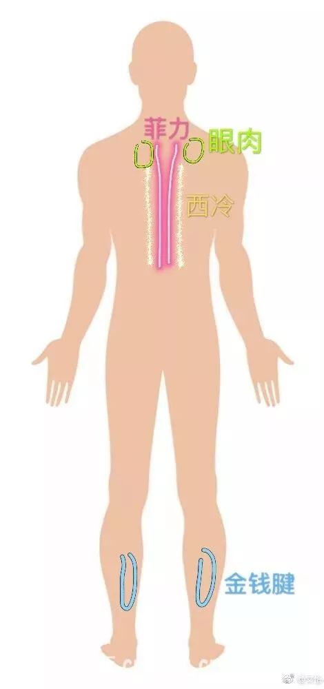 牛腩是牛身上的哪个部位图片,牛身上108个部位名称-第2张图片 牛腩是牛身上的哪个部位图片,牛身上108个部位名称-第2张图片