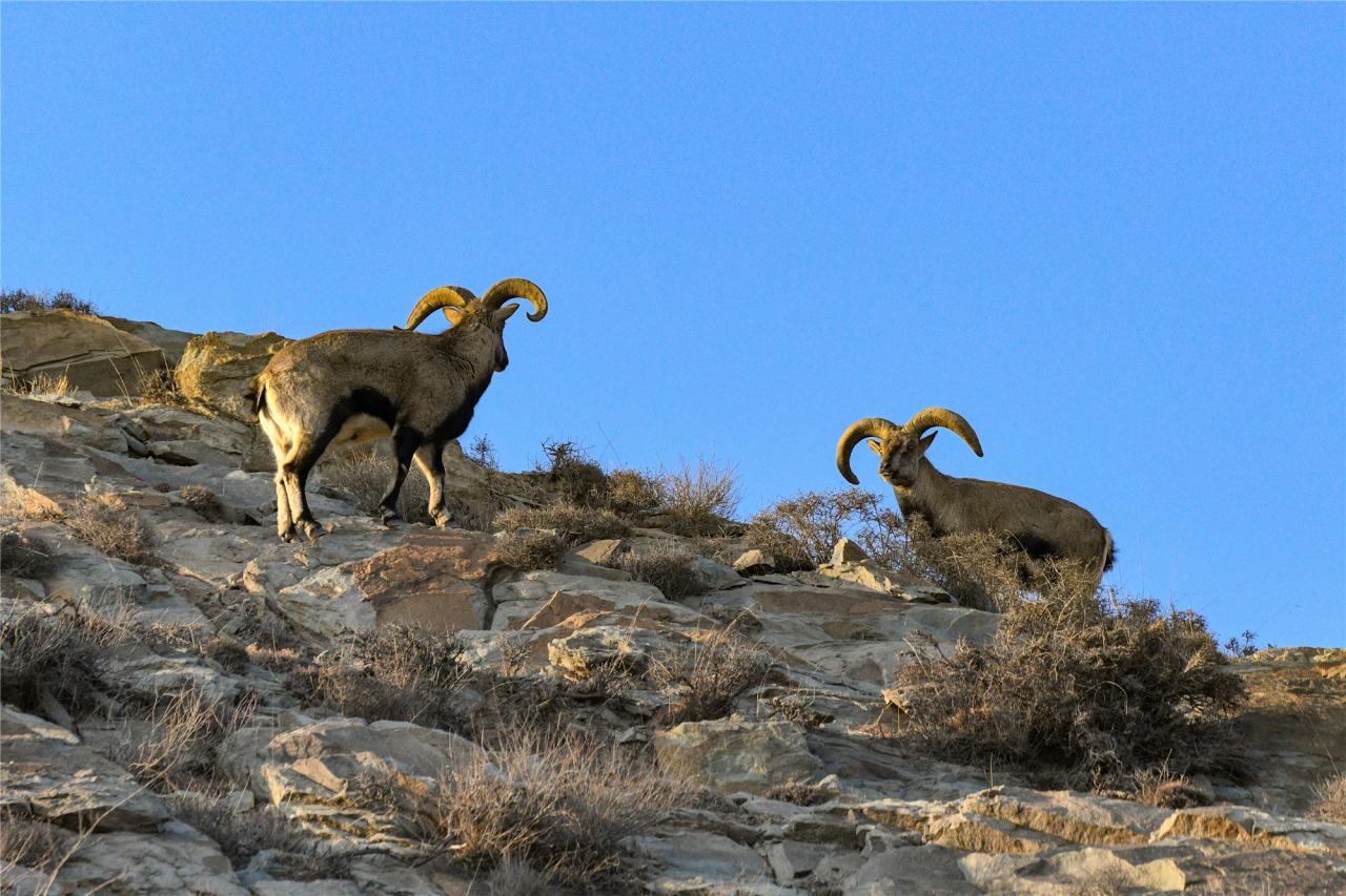 为什么青藏高原上的羊能在垂直悬崖上跳跃奔跑-第7张图片