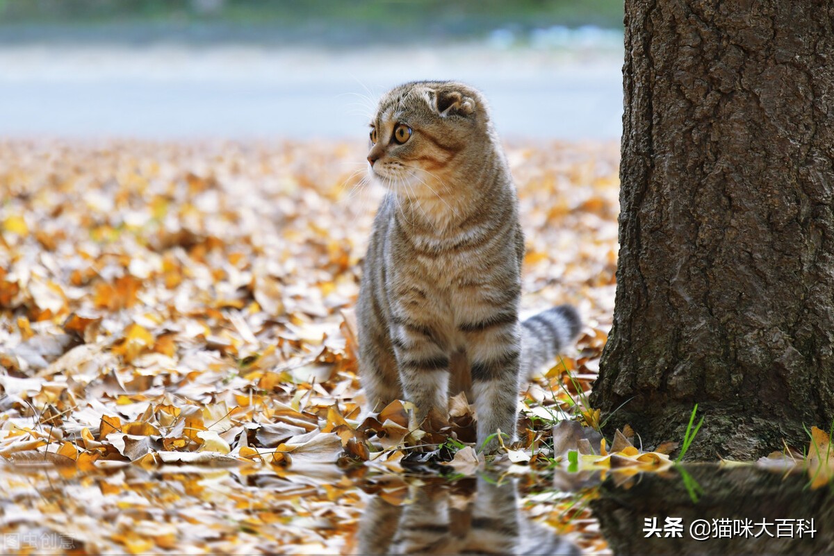 虎斑猫的市场价格是多少-第7张图片