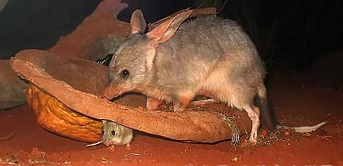 澳大利亚的国宝是什么动物（令人惊奇的澳大利亚动物）-第1张图片