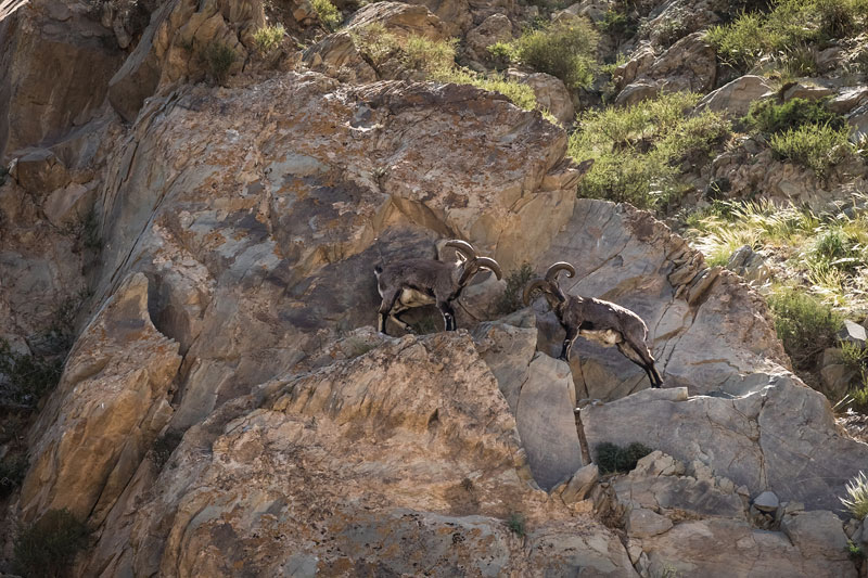 为什么青藏高原上的羊能在垂直悬崖上跳跃奔跑-第11张图片