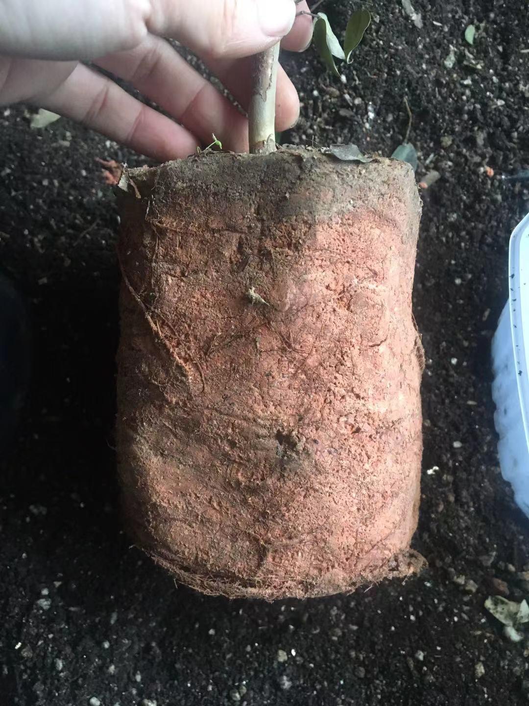 树葡萄种植与管理-第2张图片 树葡萄种植与管理-第2张图片