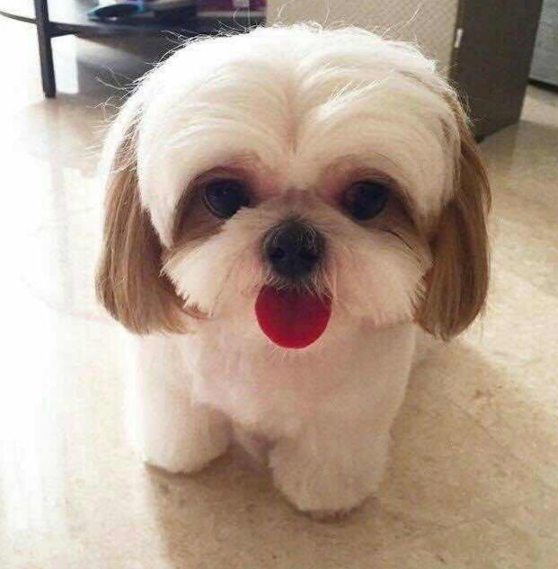 适合家养的小型犬,十种不宜在家养的狗-第4张图片 适合家养的小型犬,十种不宜在家养的狗-第4张图片