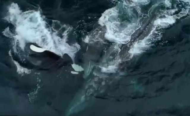 蓝鲸有多大(15米长蓝鲸误入繁殖地，被虎鲸分食，体型相差巨大为何被猎杀)-第7张图片