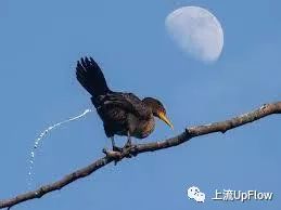 人被鸟屎砸中的概率有多大(如果被鸟屎砸中会怎么样)-第5张图片 人被鸟屎砸中的概率有多大(如果被鸟屎砸中会怎么样)-第5张图片