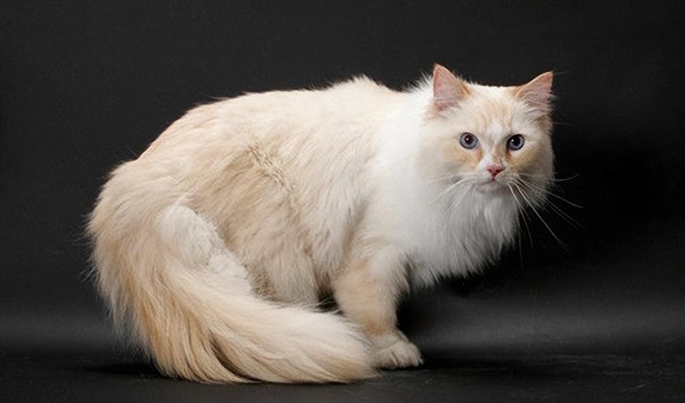 猫的品种有哪些(俄罗斯猫的品种有哪些)-第3张图片 猫的品种有哪些(俄罗斯猫的品种有哪些)-第3张图片