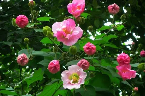 夏天开什么花(秋天开什么花)-第5张图片 夏天开什么花(秋天开什么花)-第5张图片