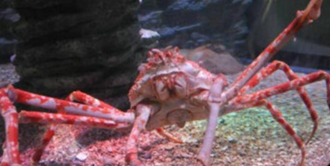 世界上最大的螃蟹(是什么蟹有多大)-第2张图片