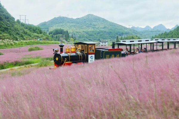 “粉黛花海”开启浪漫之旅-第3张图片