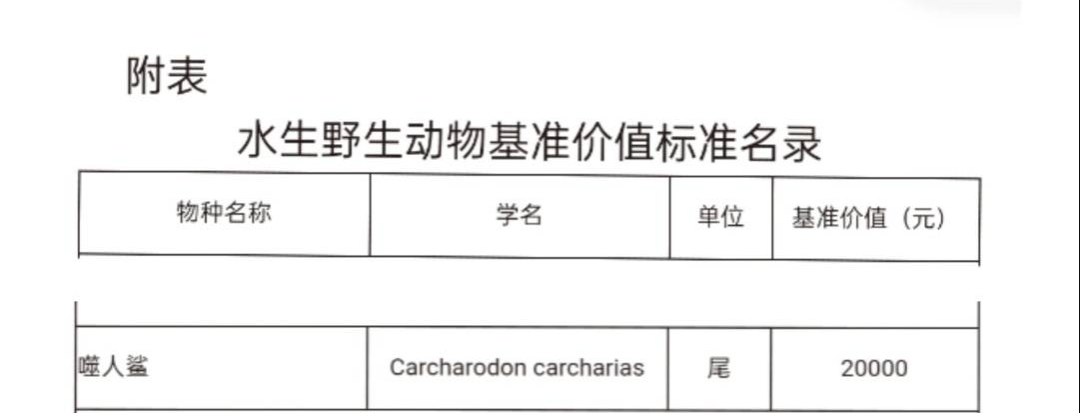 网红“提子”被曝食用幼年大白鲨！自称是人工养殖，警方已介入-第1张图片