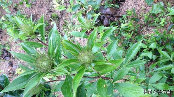 一年亩收入5万的药材(国家扶持的种植药材有哪些)-第2张图片 一年亩收入5万的药材(国家扶持的种植药材有哪些)-第2张图片