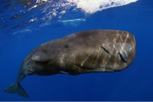 鲸鱼是什么动物,鲸鱼动物百科-第13张图片
