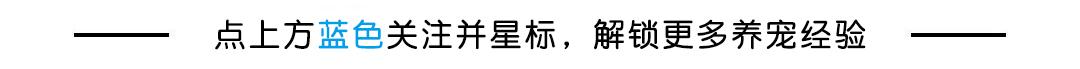 适合家养的小型犬,十种不宜在家养的狗-第1张图片 适合家养的小型犬,十种不宜在家养的狗-第1张图片