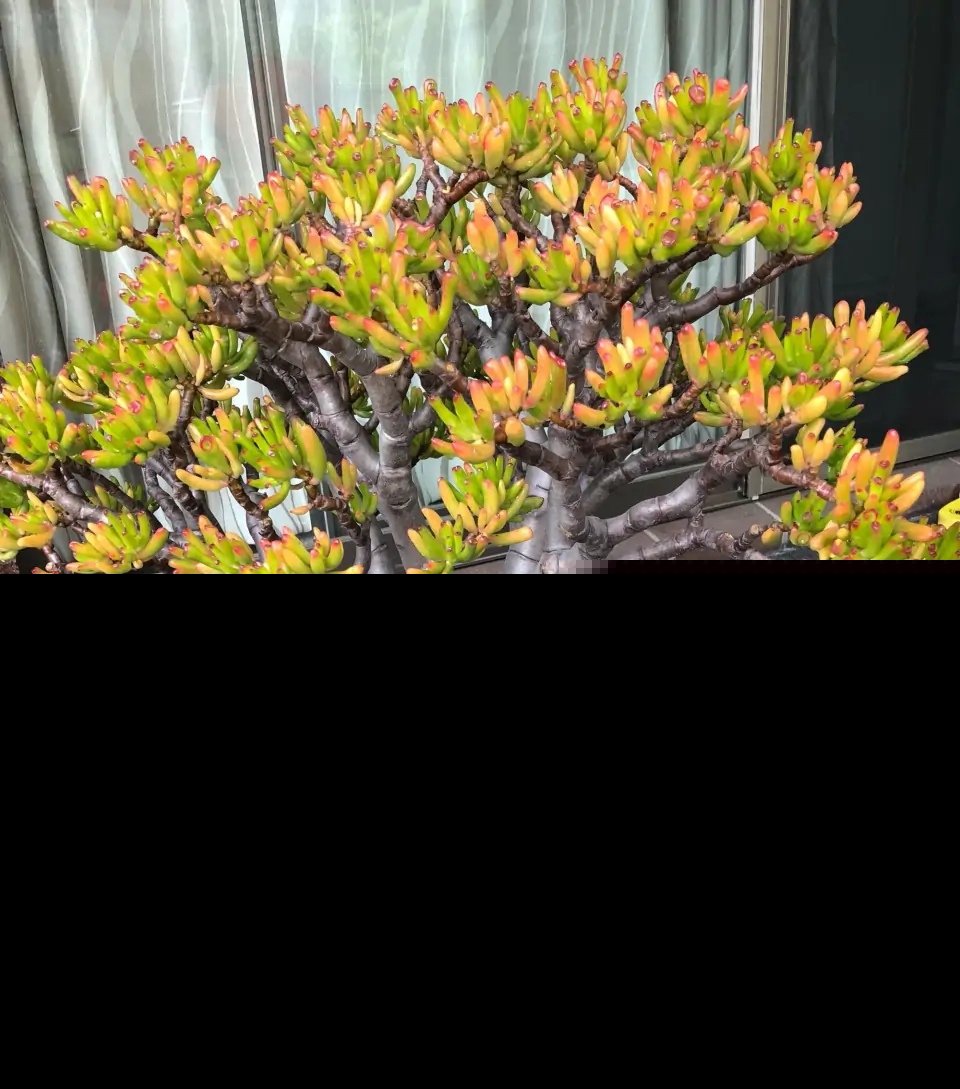 十大客厅风水植物（客厅养什么植物好养且风水又好）-第25张图片