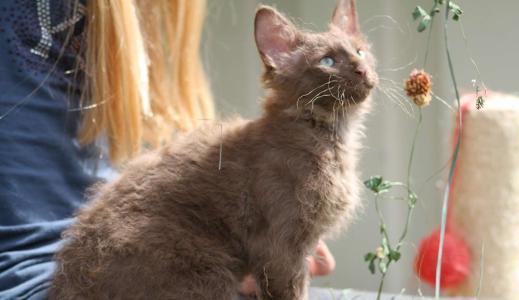 全球十大名贵猫排名榜-第2张图片 全球十大名贵猫排名榜-第2张图片