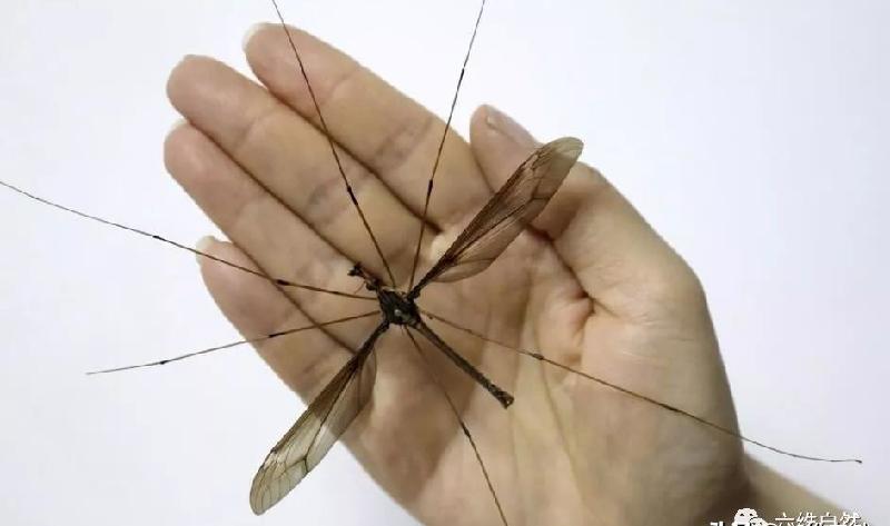 世界上最大的蚊子图片（最可怕蚊子有多大，吃人变异吗）-第2张图片