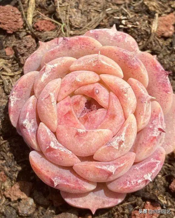 多肉植物怎么养(多肉植物10大养护技巧)-第9张图片 多肉植物怎么养(多肉植物10大养护技巧)-第9张图片