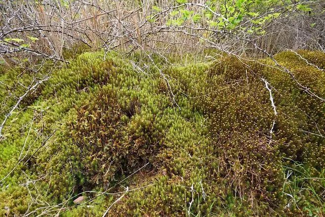 青苔属于草本植物吗，青苔属于什么蓝藻吗-第30张图片