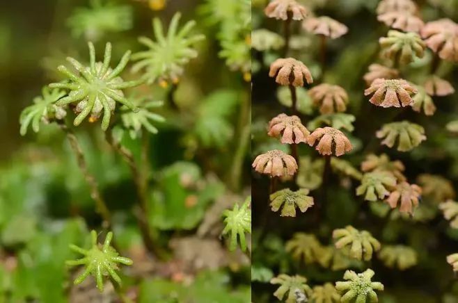 青苔属于草本植物吗，青苔属于什么蓝藻吗-第12张图片