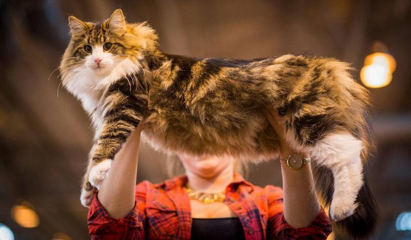 最大的猫是什么品种（体型最大的猫是什么，多少钱）-第1张图片