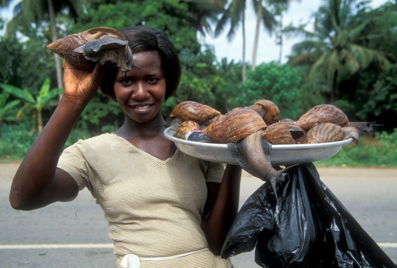 非洲大蜗牛可以吃吗（非洲的大蜗牛到底能不能食用）-第14张图片