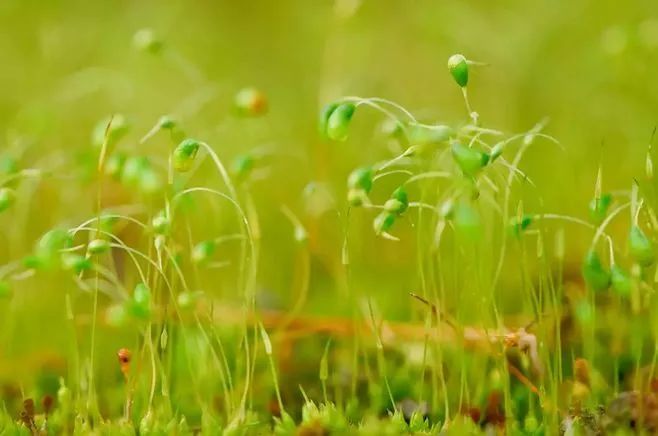 青苔属于草本植物吗，青苔属于什么蓝藻吗-第33张图片