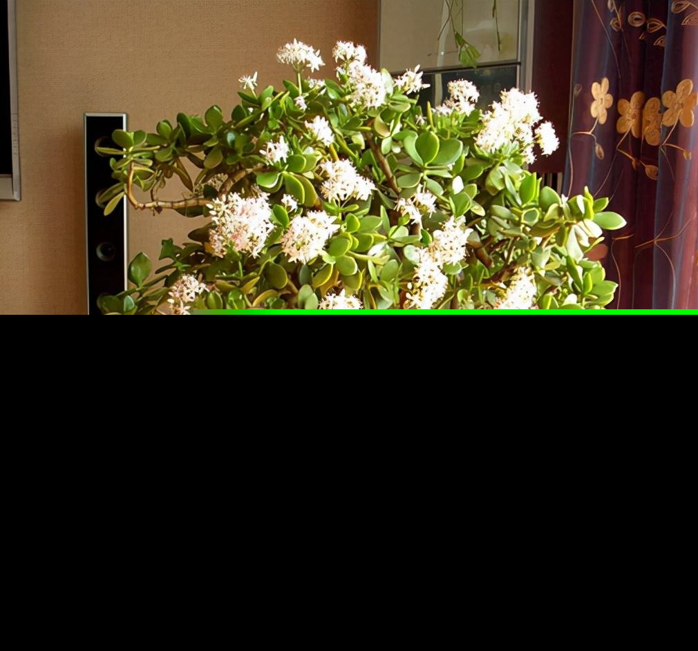 十大客厅风水植物（客厅养什么植物好养且风水又好）-第14张图片