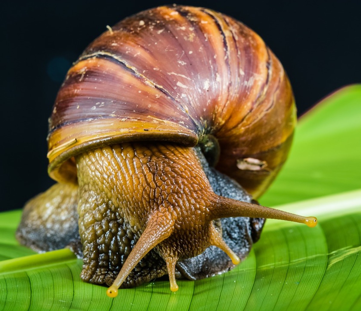 非洲大蜗牛可以吃吗（非洲的大蜗牛到底能不能食用）-第2张图片