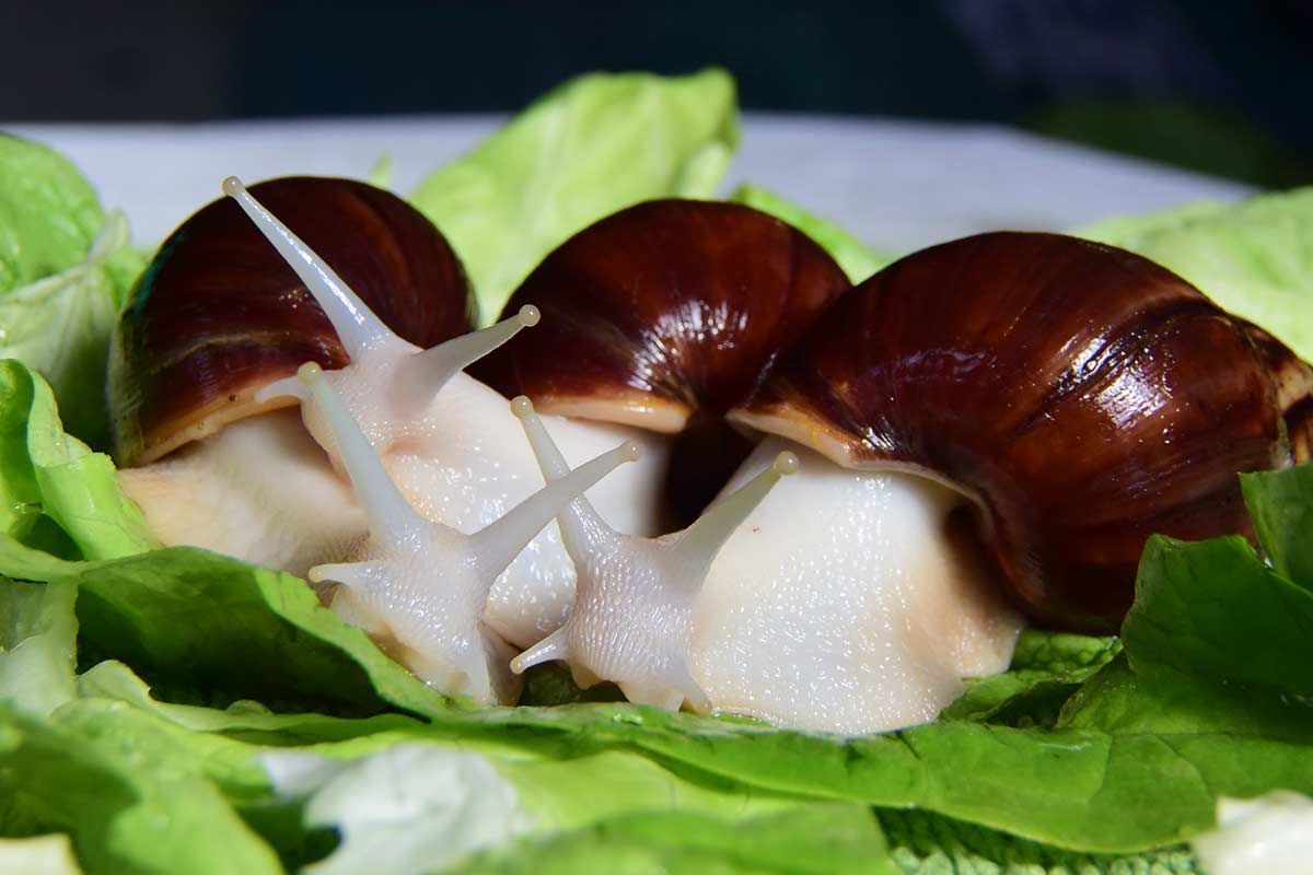 非洲大蜗牛可以吃吗（非洲的大蜗牛到底能不能食用）-第1张图片